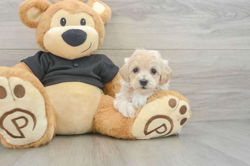 5 week old Maltipoo Puppy For Sale - Seaside Pups