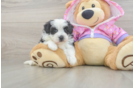Little Maltese Poodle Poodle Mix Puppy