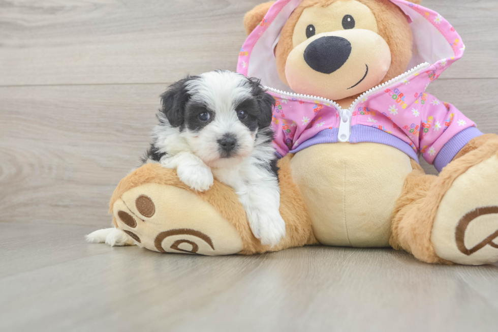 Little Maltese Poodle Poodle Mix Puppy