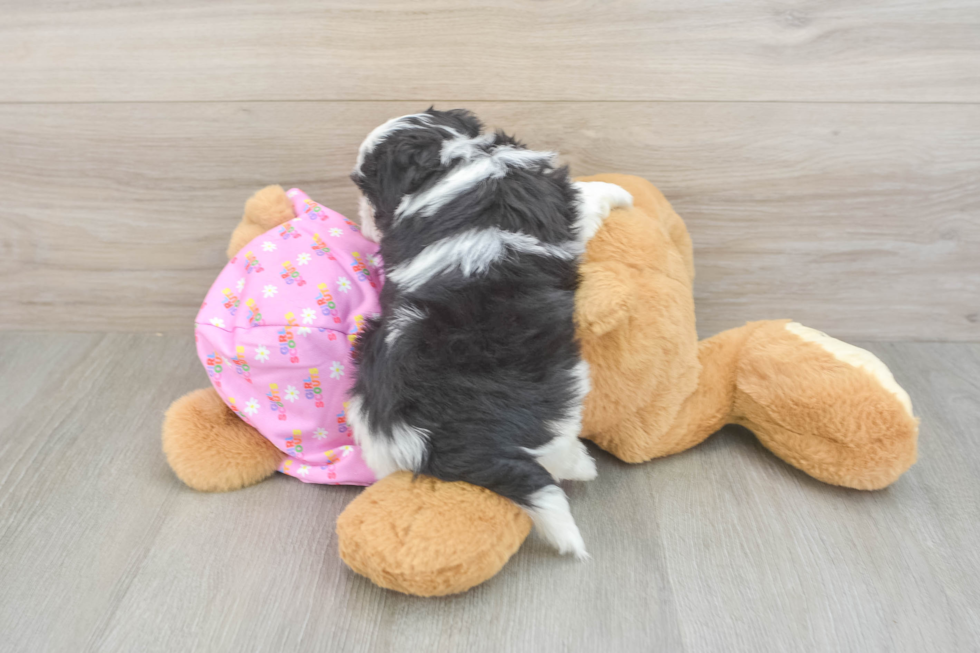 Maltipoo Pup Being Cute