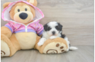 Maltipoo Pup Being Cute