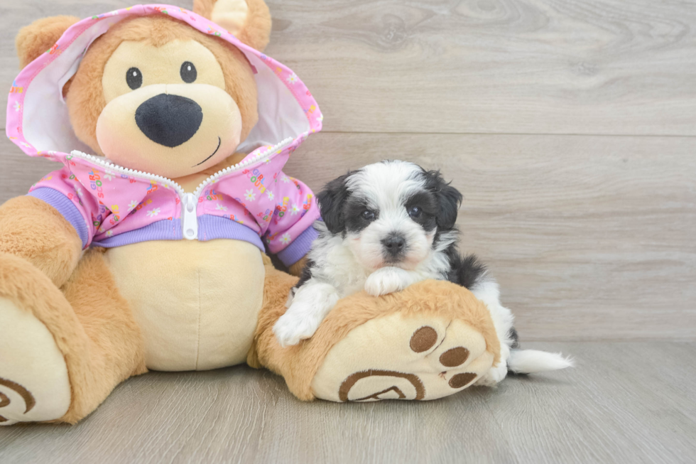 Maltipoo Pup Being Cute