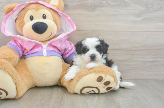 Maltipoo Pup Being Cute