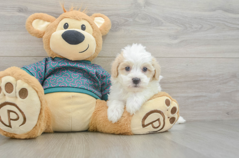 5 week old Maltipoo Puppy For Sale - Seaside Pups