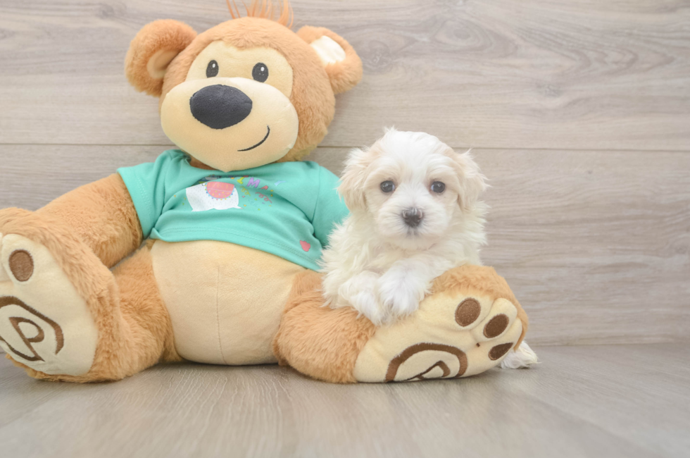 5 week old Maltipoo Puppy For Sale - Seaside Pups