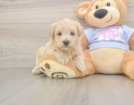 7 week old Maltipoo Puppy For Sale - Seaside Pups