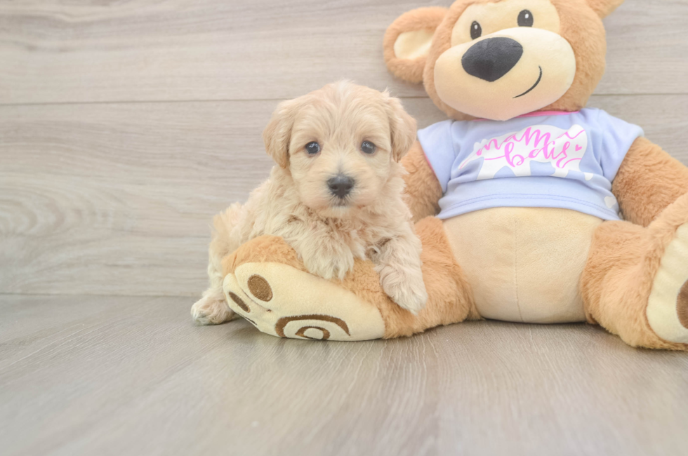 5 week old Maltipoo Puppy For Sale - Seaside Pups