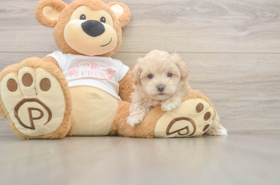 5 week old Maltipoo Puppy For Sale - Seaside Pups