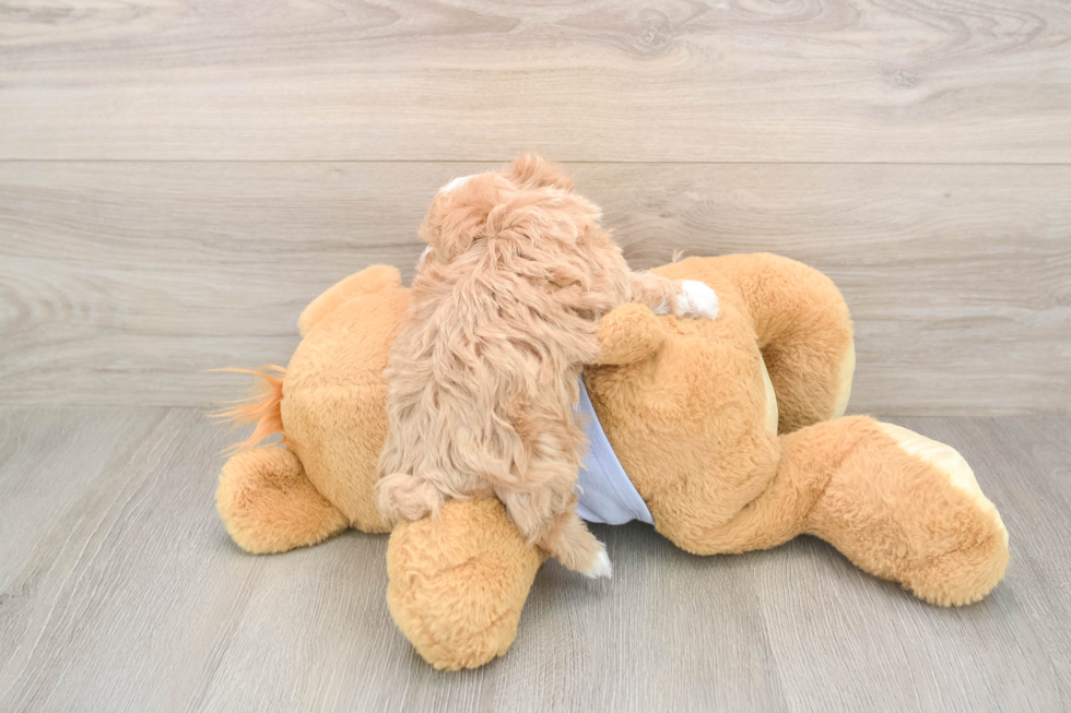 Friendly Maltipoo Baby