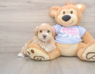 8 week old Maltipoo Puppy For Sale - Seaside Pups