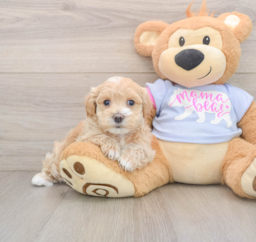 9 week old Maltipoo Puppy For Sale - Seaside Pups