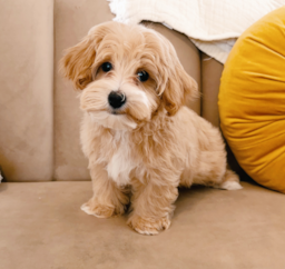 11 week old Maltipoo Puppy For Sale - Seaside Pups