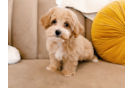 Cute Maltipoo Baby