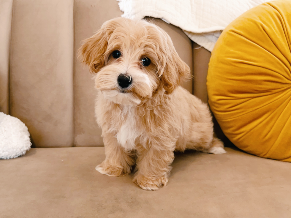 Cute Maltipoo Baby