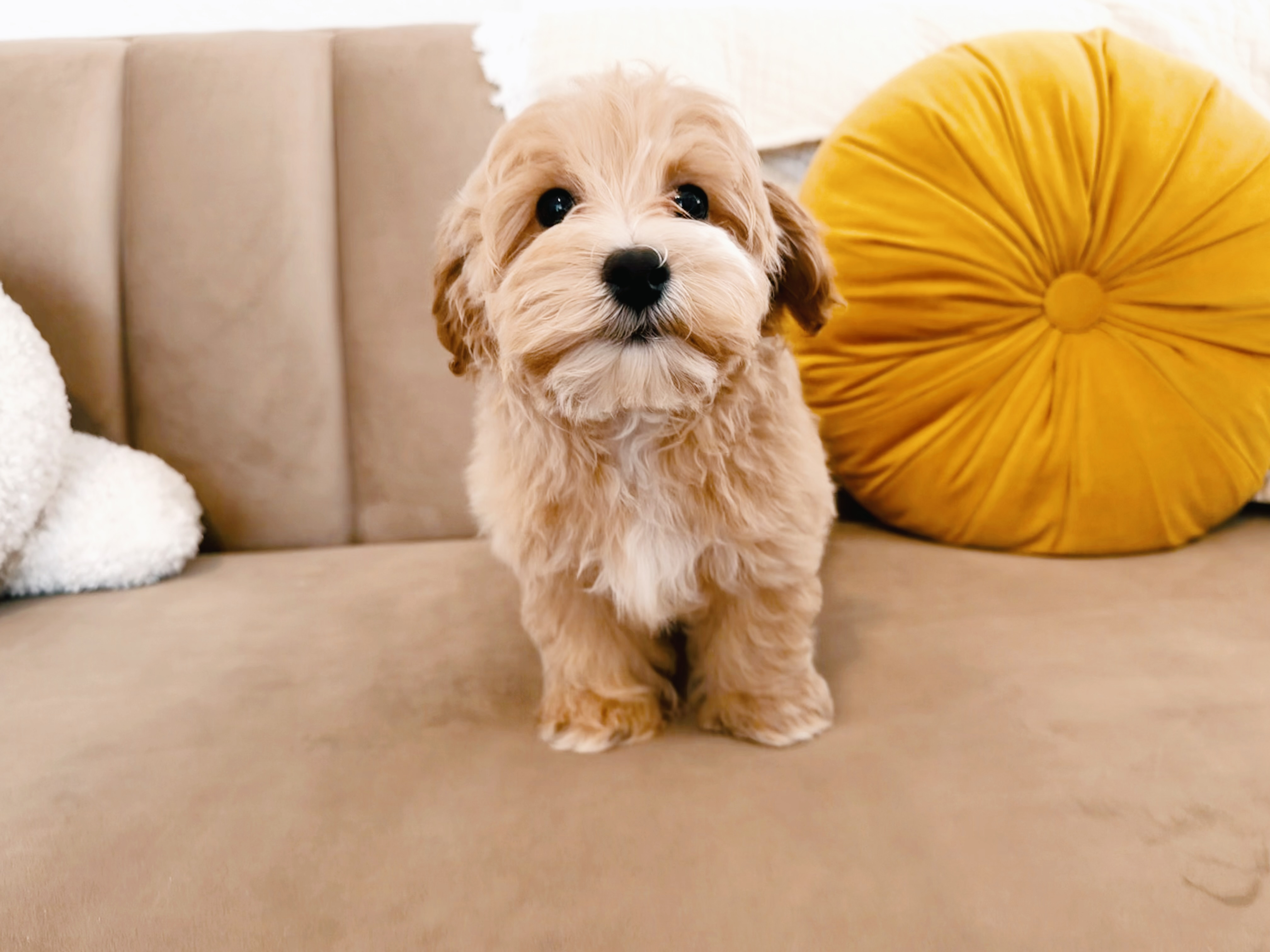 Cute Maltipoo Poodle Mix Pup