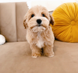 12 week old Maltipoo Puppy For Sale - Seaside Pups