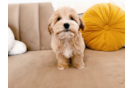 Cute Maltipoo Poodle Mix Pup
