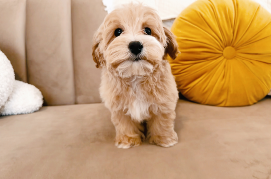 Cute Maltipoo Poodle Mix Pup