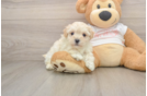 Sweet Maltipoo Baby