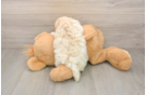 Maltipoo Puppy for Adoption