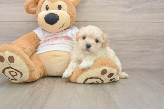 Best Maltipoo Baby