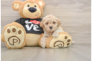 Adorable Maltepoo Poodle Mix Puppy