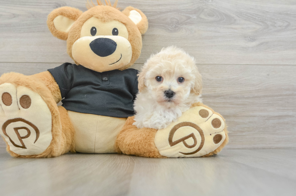 6 week old Maltipoo Puppy For Sale - Seaside Pups