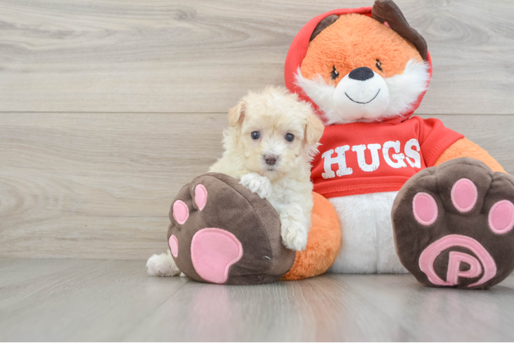 Maltipoo Puppy for Adoption