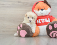 7 week old Maltipoo Puppy For Sale - Seaside Pups