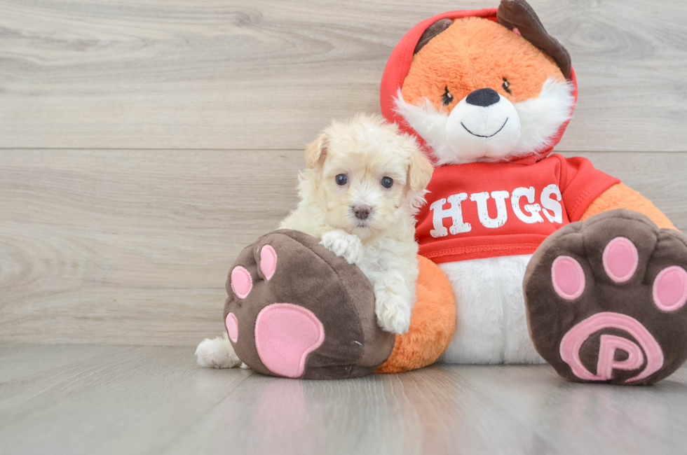 6 week old Maltipoo Puppy For Sale - Seaside Pups