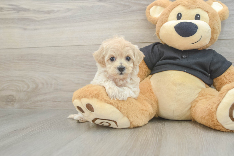 Meet Oatmeal - our Maltipoo Puppy Photo 1/3 - Seaside Pups