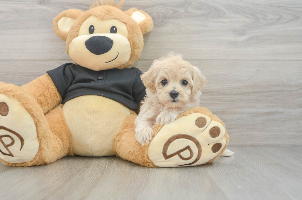 5 week old Maltipoo Puppy For Sale - Seaside Pups