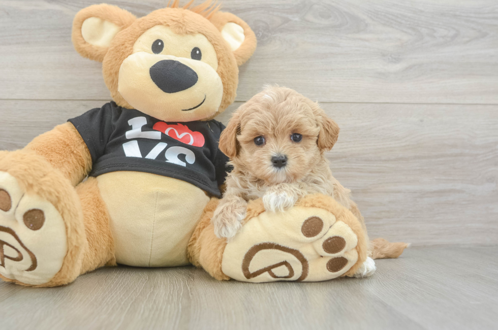 5 week old Maltipoo Puppy For Sale - Seaside Pups