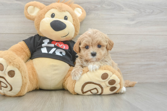 Little Maltepoo Poodle Mix Puppy