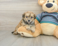 7 week old Maltipoo Puppy For Sale - Seaside Pups