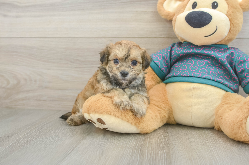 5 week old Maltipoo Puppy For Sale - Seaside Pups