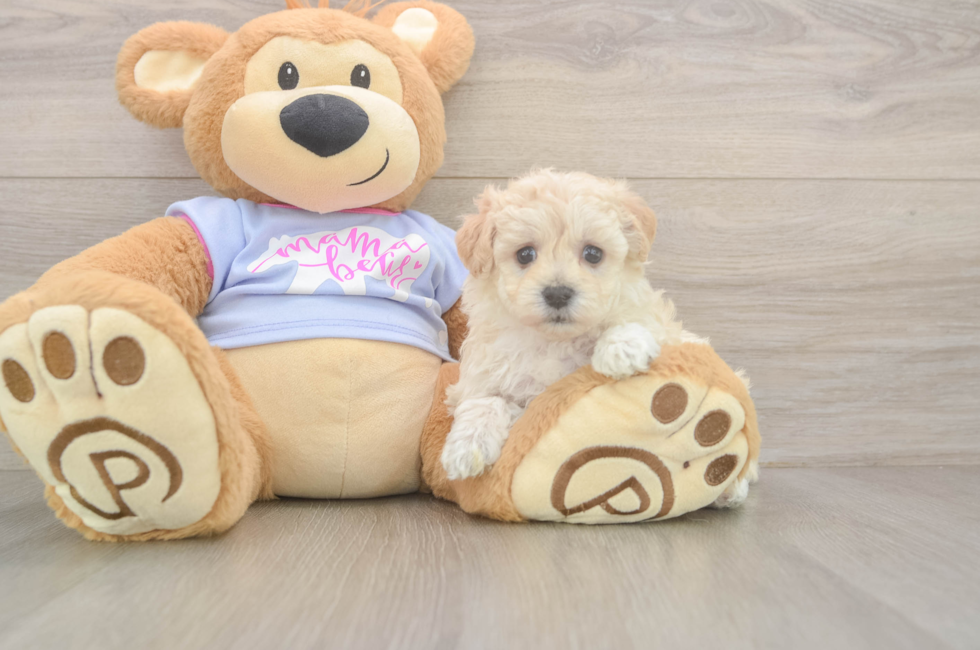 5 week old Maltipoo Puppy For Sale - Seaside Pups