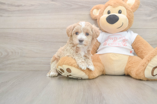 5 week old Maltipoo Puppy For Sale - Seaside Pups Small Maltipoo Baby