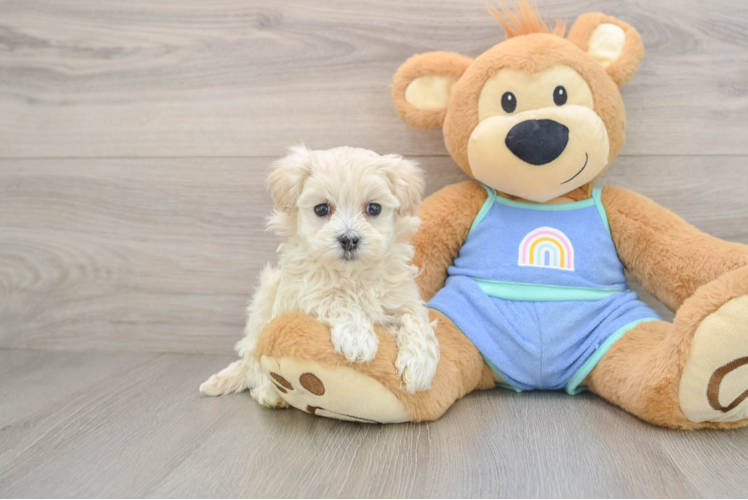 Little Maltidoodle Poodle Mix Puppy