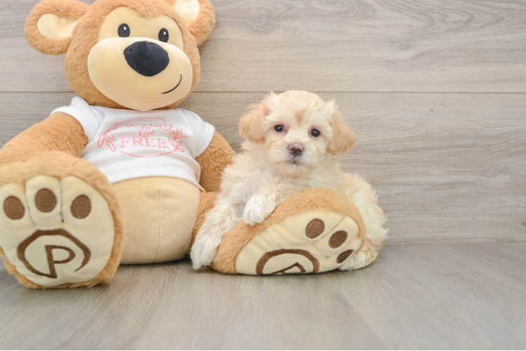 Fluffy Maltipoo Poodle Mix Pup