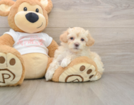 7 week old Maltipoo Puppy For Sale - Seaside Pups