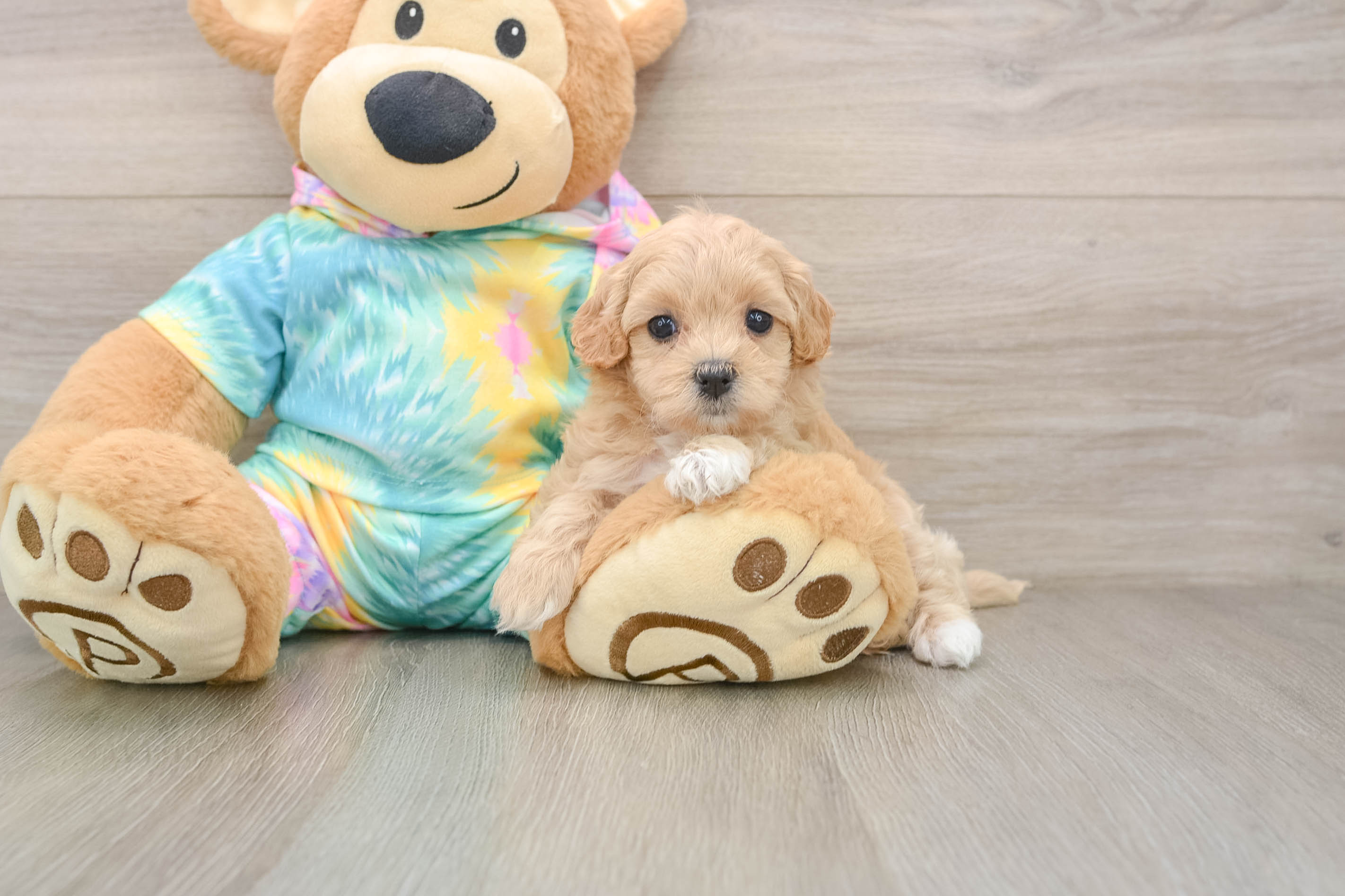 Best Maltipoo Baby