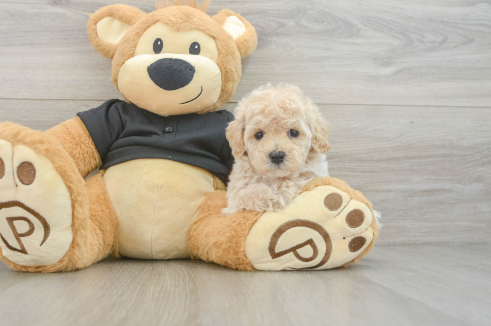 5 week old Maltipoo Puppy For Sale - Seaside Pups