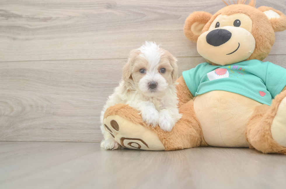 5 week old Maltipoo Puppy For Sale - Seaside Pups