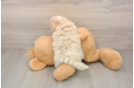 Best Maltipoo Baby