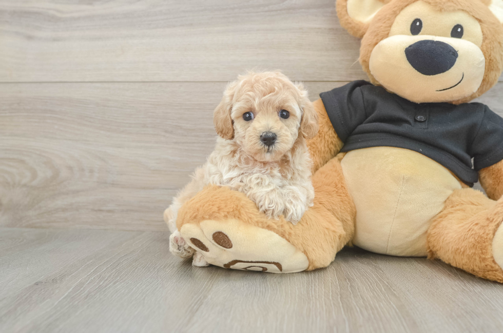 5 week old Maltipoo Puppy For Sale - Seaside Pups
