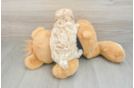 Playful Maltese Poodle Poodle Mix Puppy