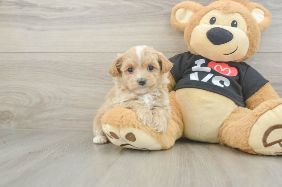 5 week old Maltipoo Puppy For Sale - Seaside Pups