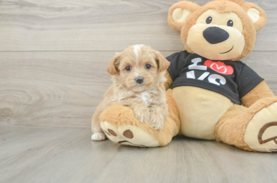 Playful Malt Oodle Poodle Mix Puppy