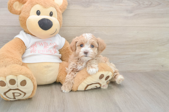 5 week old Maltipoo Puppy For Sale - Seaside Pups Best Maltipoo Baby